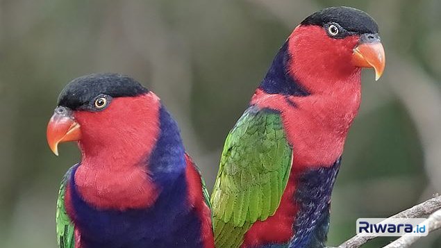 Burung kasturi kepala hitam